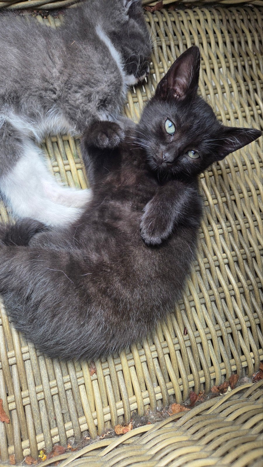 Kittens, Meerdere dieren