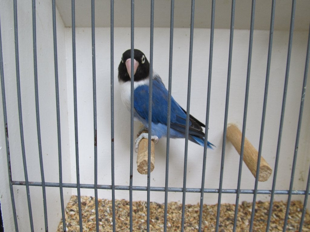 Agapornis Personata Dblauwe pop, Vrouwelijk, Dwergpapegaai of Agapornis, Geringd