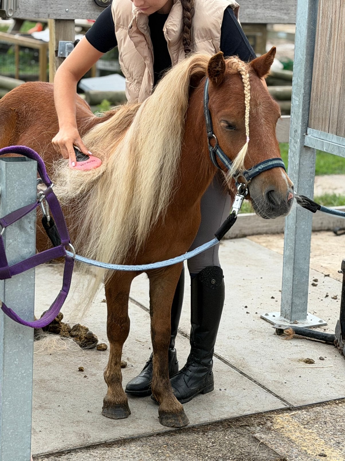 Mega knappe lieve geduldige shetlander !, Met stamboom, Ruin, Niet van toepassing, A pony (tot 1.17m)