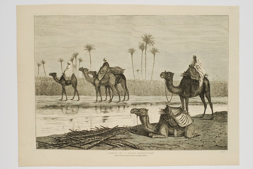 Kamelen op een suikerplantage - Antieke illustratie 19e eeuw, Verzenden, Voor 1940, Zo goed als nieuw, Dier