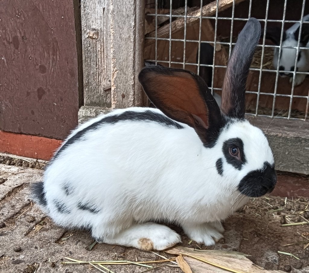 Reuze vlinder Lotharinger konijnen, Dieren en Toebehoren, Mannelijk, Groot, 0 tot 2 jaar