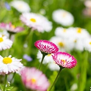 Bloemen, Ophalen of Verzenden, Overige soorten, Volle zon