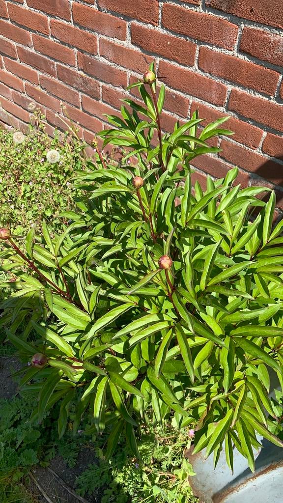 Pioenroos, Tuin en Terras, Planten | Tuinplanten, Ophalen of Verzenden, Overige soorten, Volle zon