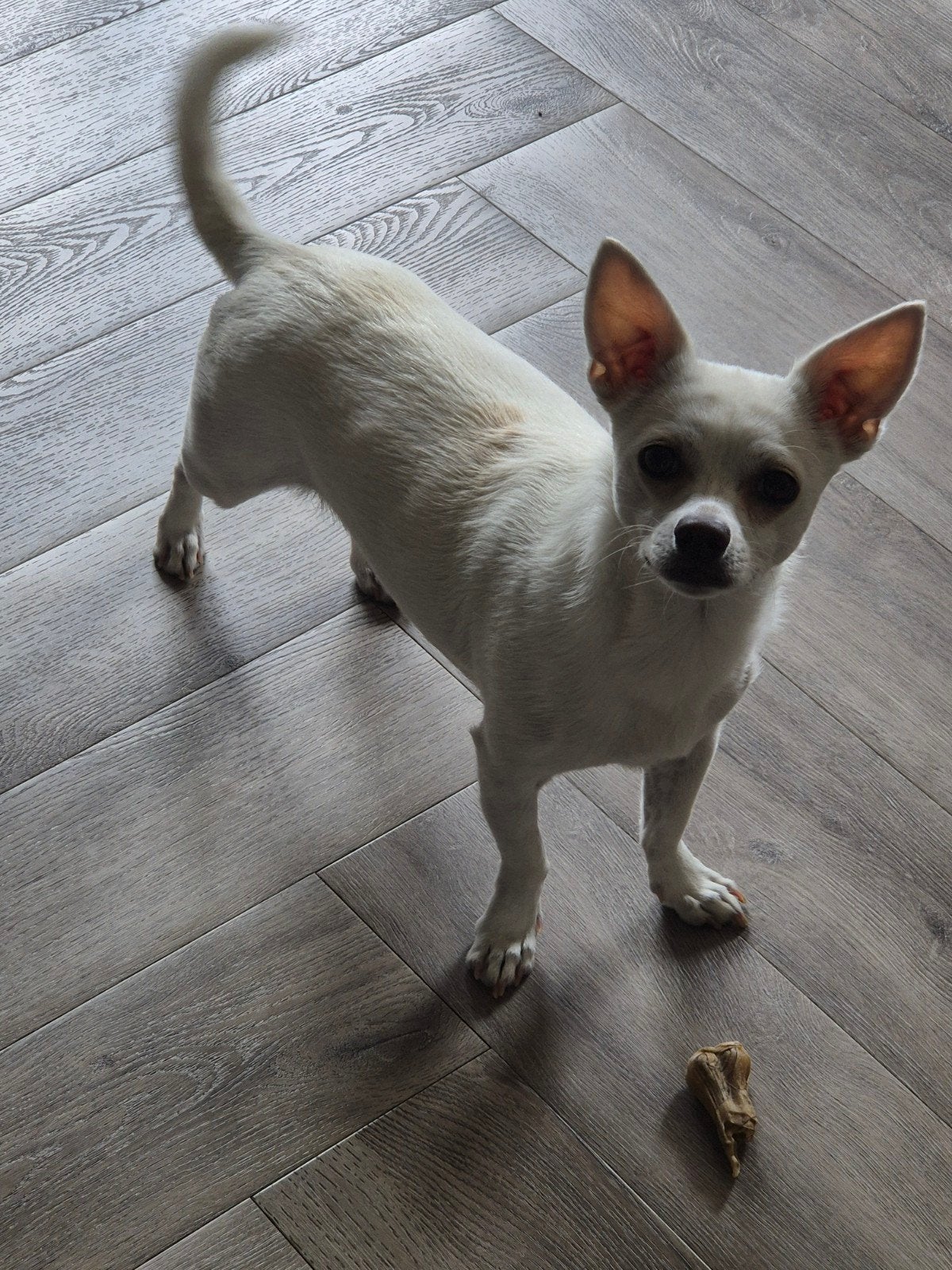 te koop aangeboden €500.00, Reu, 1 tot 2 jaar, Parvo, Eén hond