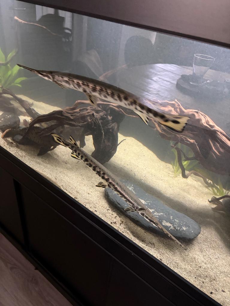 Longnose gar, Dieren en Toebehoren, Vis, Zoetwatervis