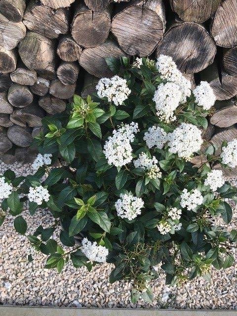 Sneeuwbal/viburnum Tinus, Ophalen, Overige soorten, Haag, Minder dan 100 cm