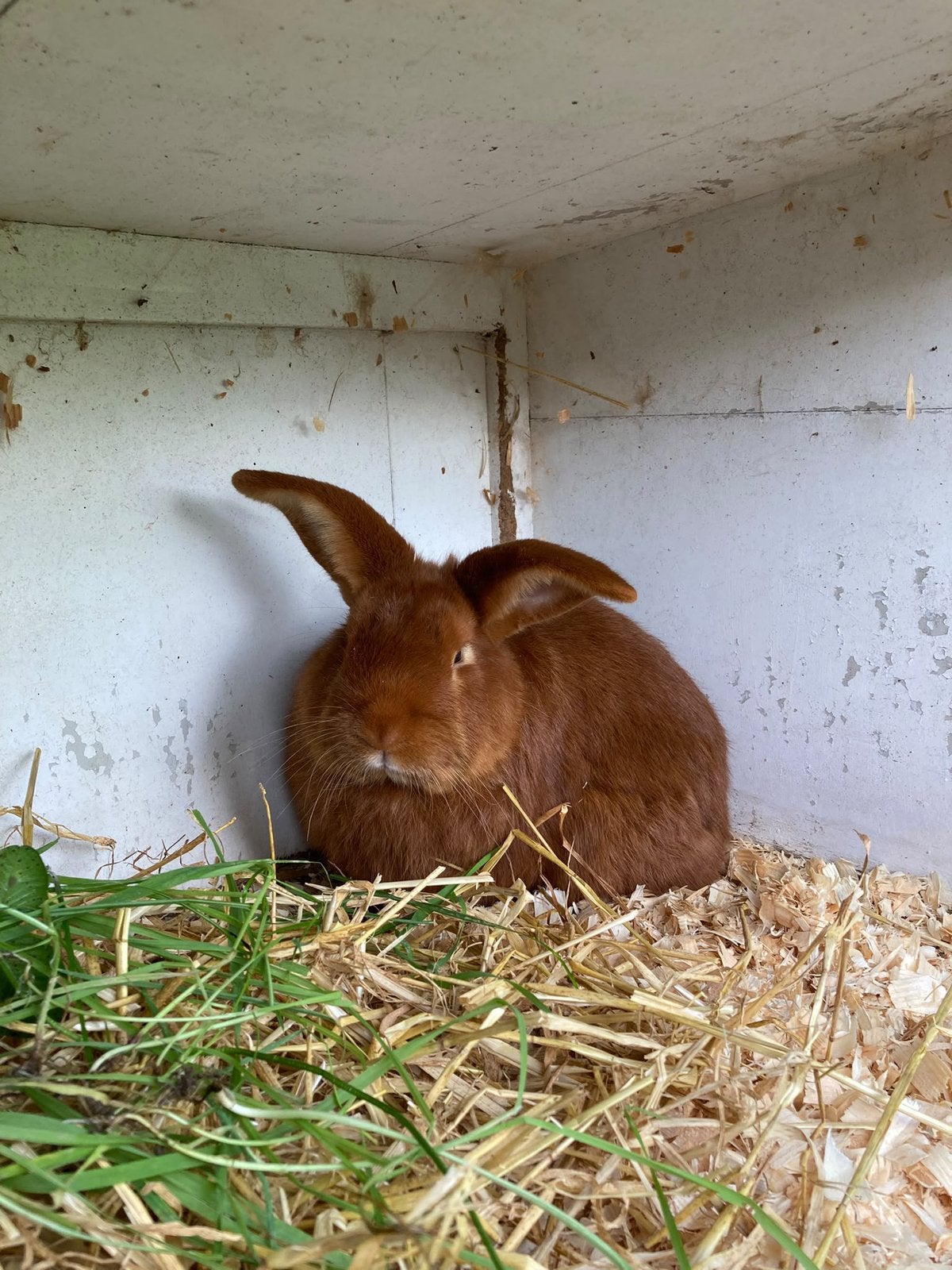 Nieuw zeelander ram 3 jaar oud, Mannelijk