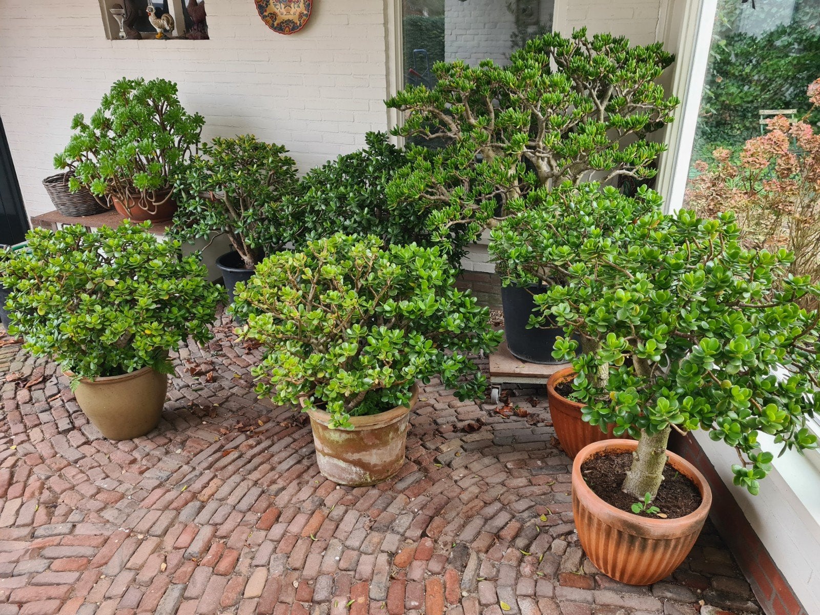 Diverse mooie grote crassula ovata en horntree planten, Tuin en Terras, Planten | Bomen, Ophalen of Verzenden, Overige soorten