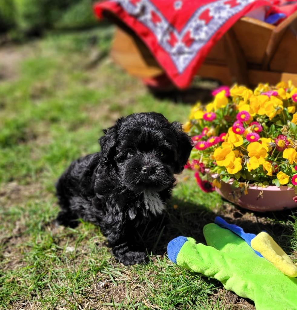 Leuke boomer pups te koop!, Parvo, Overige rassen, 8 tot 15 weken, Meerdere