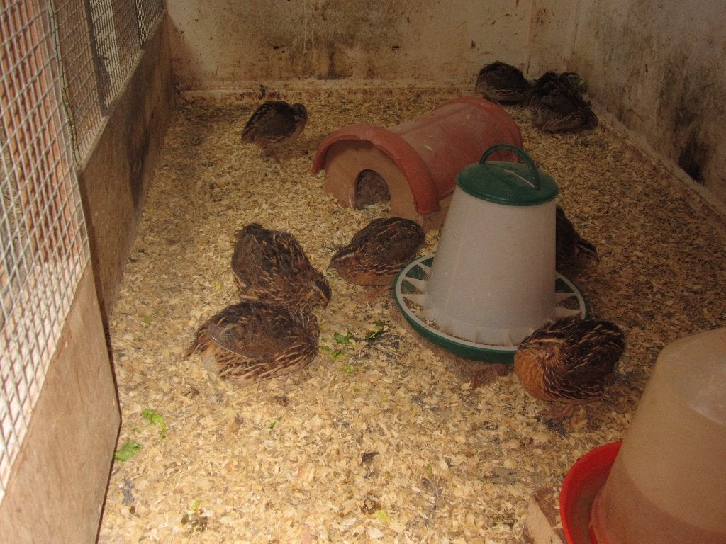 Te Koop Japanse Kwartels ( Jumbo ), Dieren en Toebehoren, Meerdere dieren, Overige soorten