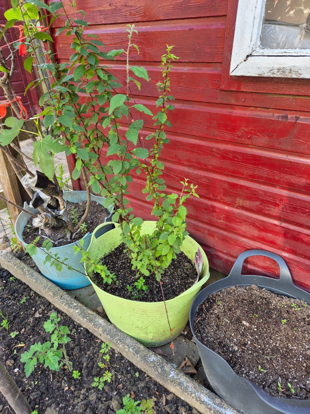 Prunus triloba, Ophalen, Overige soorten, Halfschaduw