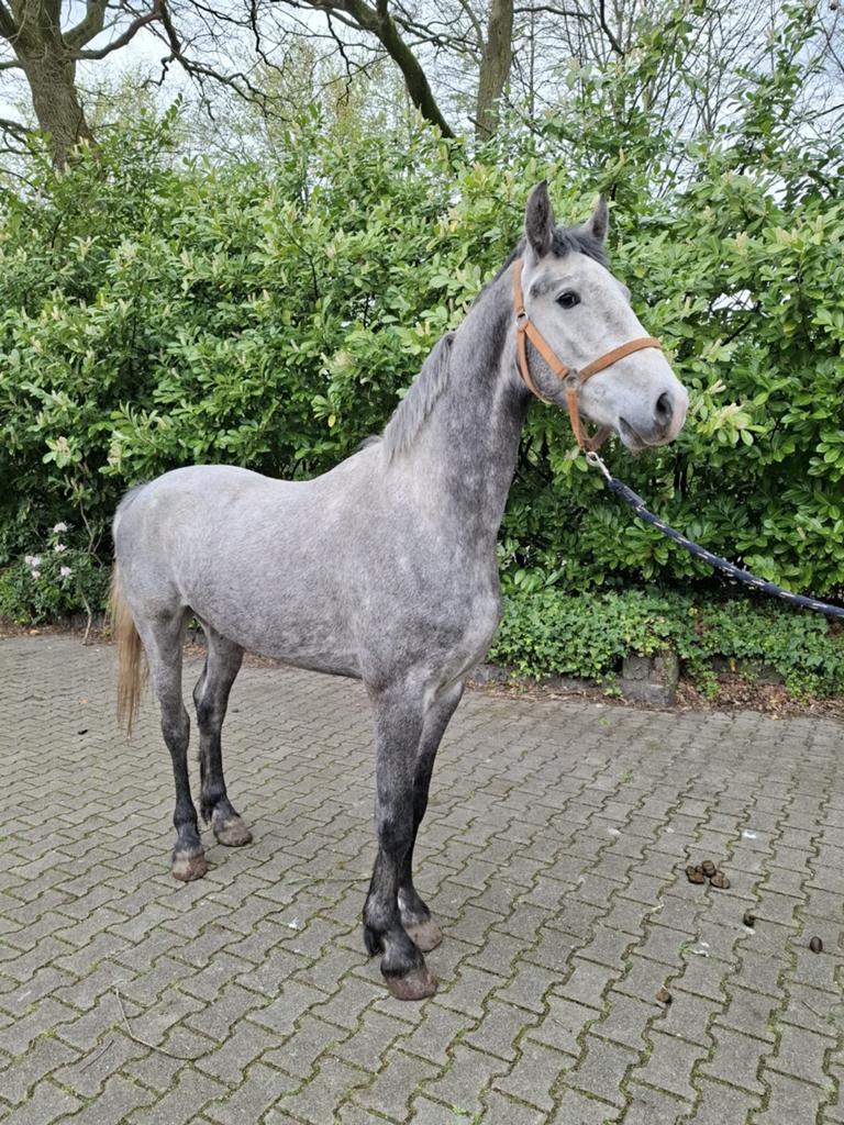 Magnifieke Twentse Blauw Schimmel, Dieren en Toebehoren, Paarden, Gechipt, Ruin, 3 tot 6 jaar, Tuigpaard