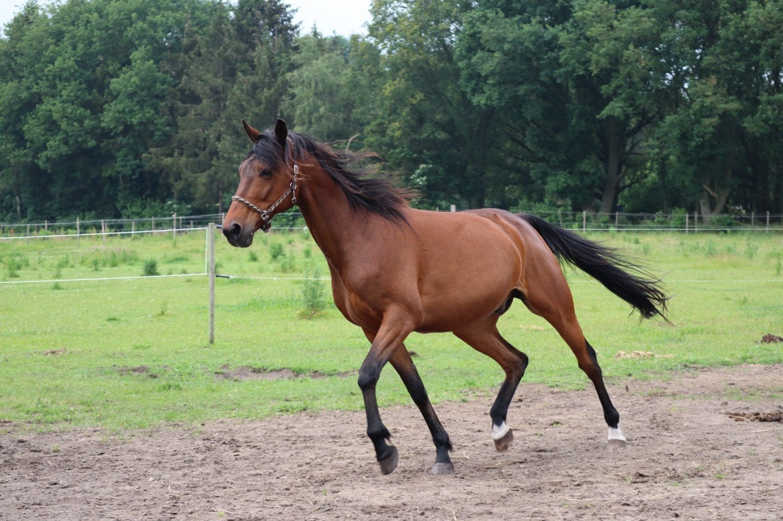 16 jarige ruin (project paard), Ruin, 11 jaar of ouder, Met stamboom, B