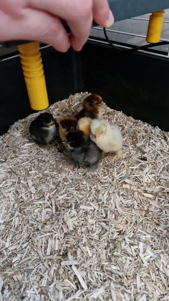 Cochin kriel, barnevelder, wyandotte kriel kuikens te koop, Vrouwelijk, Kip