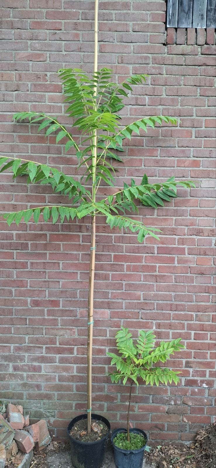 Toona sinensis, franse uiensoepboom, Ophalen, Zomer, Volle zon, Overige soorten