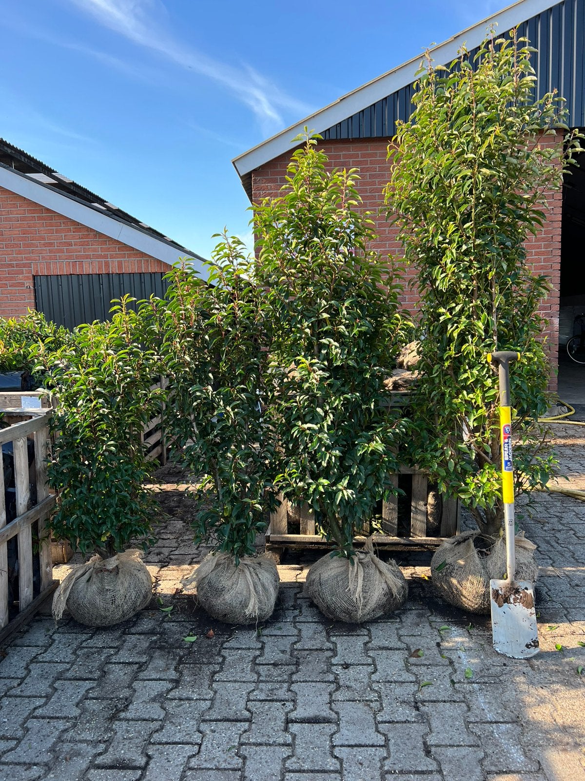Actie! Grote Portugese en normale laurier planten!, Tuin en Terras, Ophalen of Verzenden, Laurier, 100 tot 250 cm