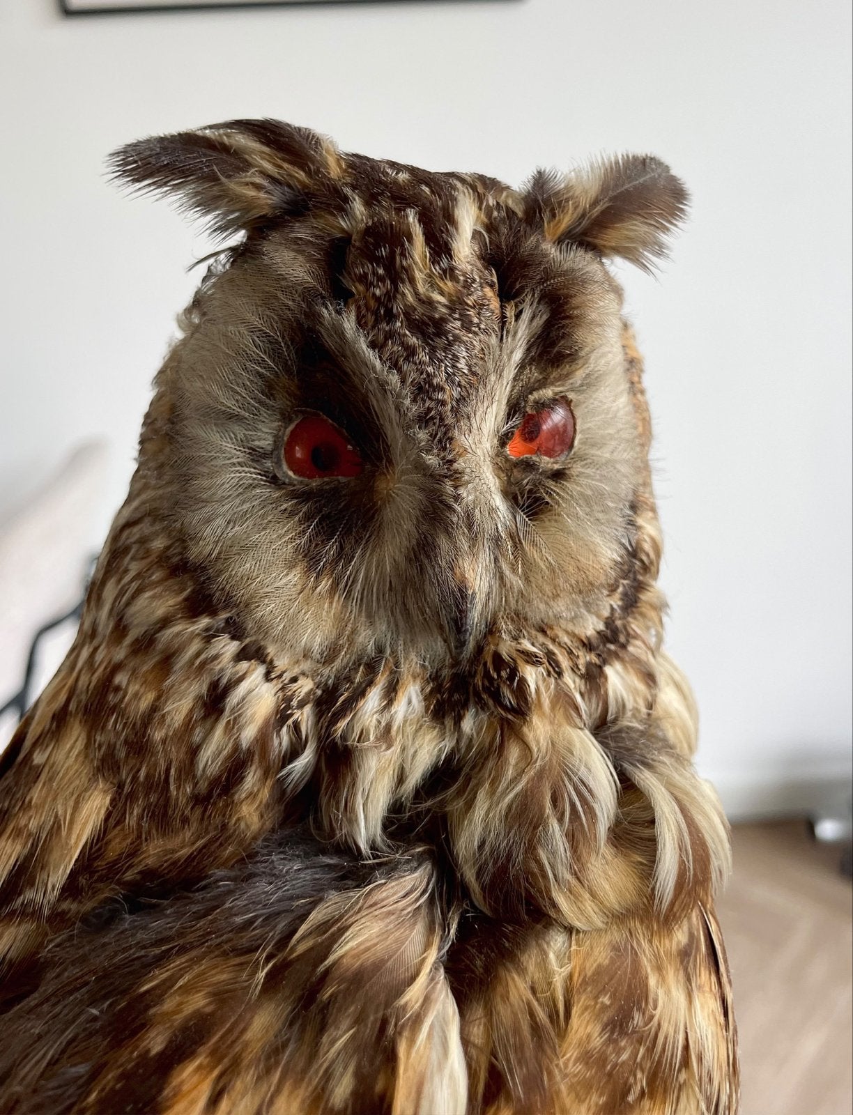 5 antieke opgezette vogels - oa Ransuil en Waterral, Ophalen of Verzenden, Vogel, Opgezet dier