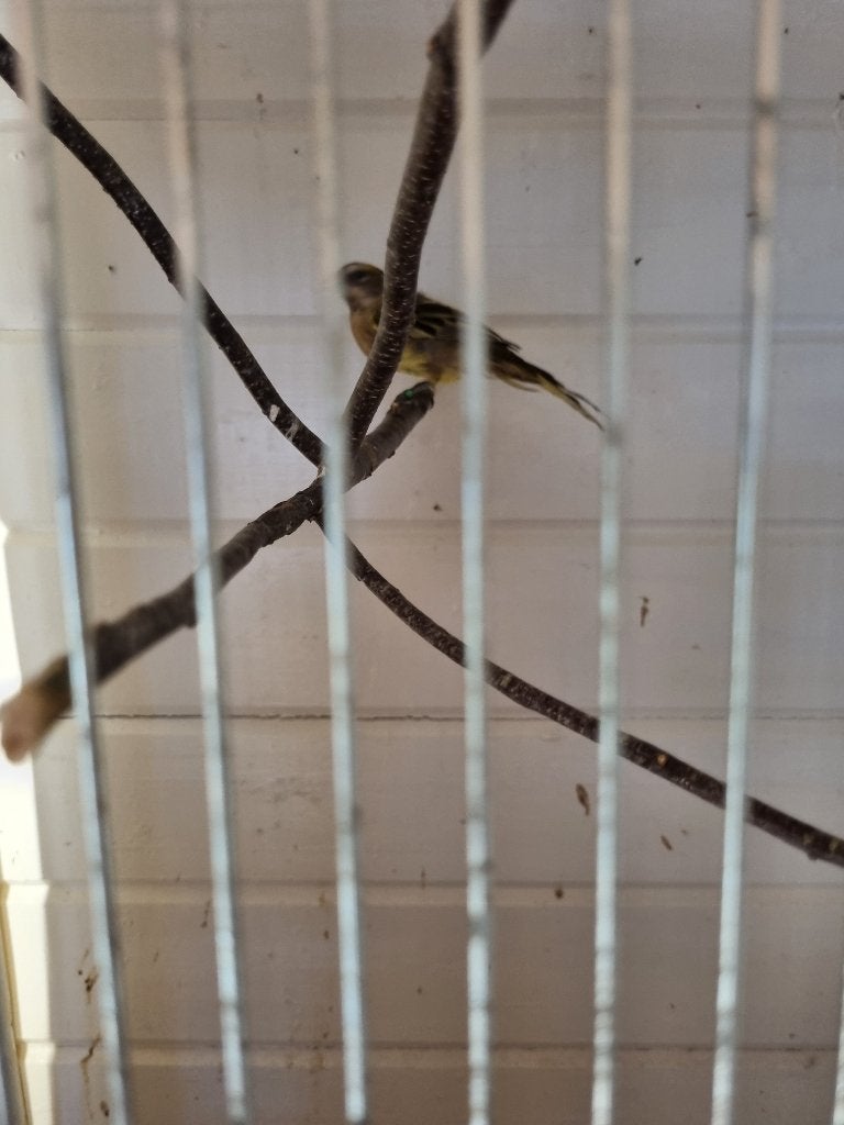 groene kardinalen, Mannelijk, Wildzangvogel, Geringd