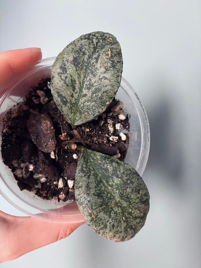 Hoya Waymaniae Cloudy Sky, Huis en Inrichting, Kamerplanten, Ophalen of Verzenden, Halfschaduw, Minder dan 100 cm