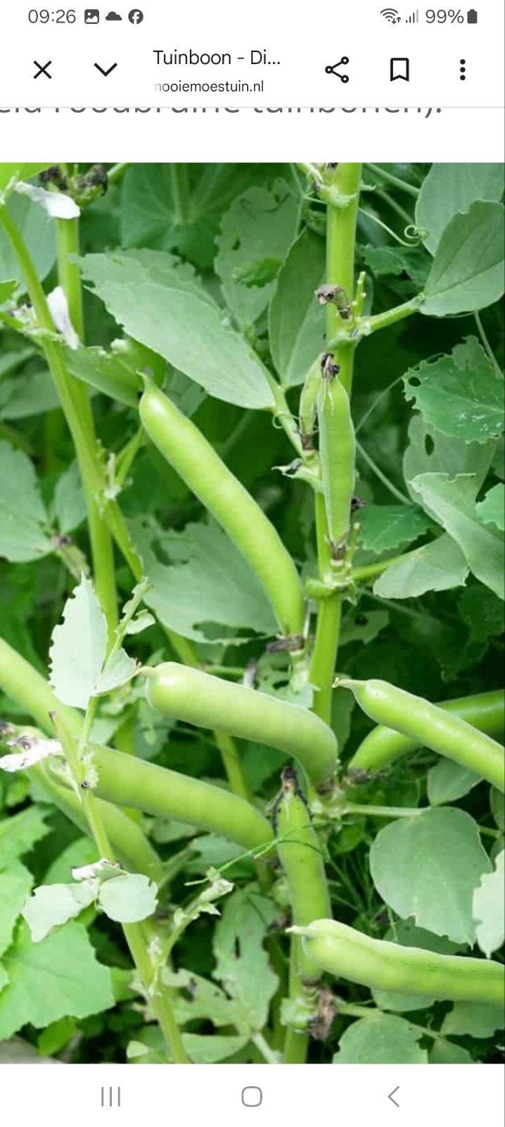 Verse tuinbonen van eigen teelt, bruinkokers., Diversen, Levensmiddelen, Ophalen