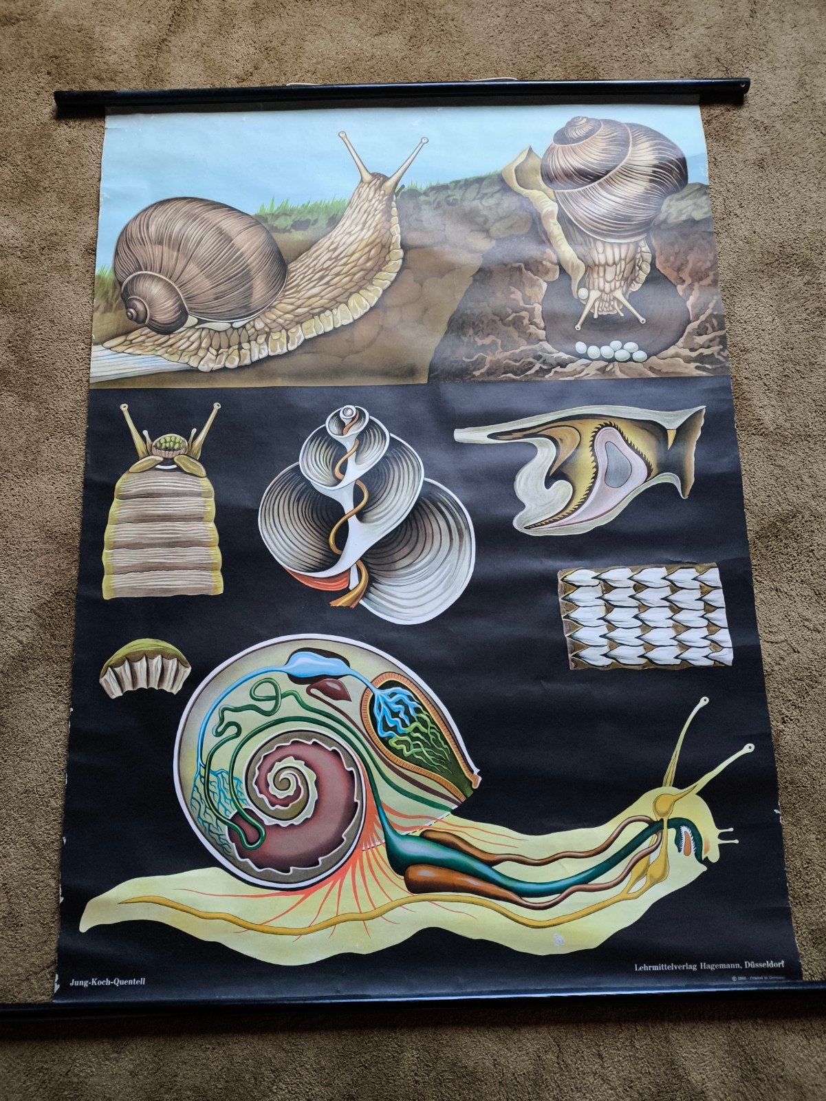 Slak Jung Koch quentell schoolplaat vintage anatomie, Antiek en Kunst, Ophalen, Natuur en Biologie