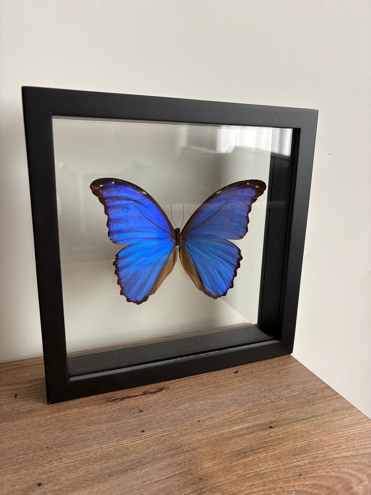 Opgezette vlinder zwarte dubbelglas lijst - Morpho didius, Ophalen