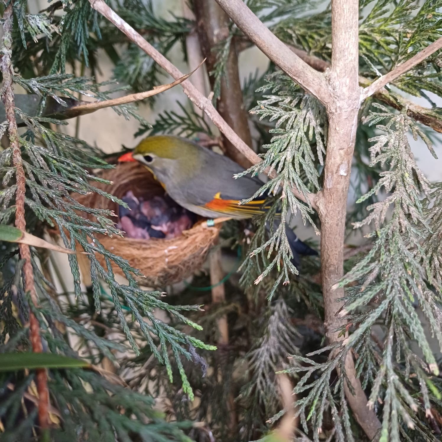 Prachtig koppel Japanse nachtegalen, Dieren en Toebehoren, Meerdere dieren, Tropenvogel, Geringd