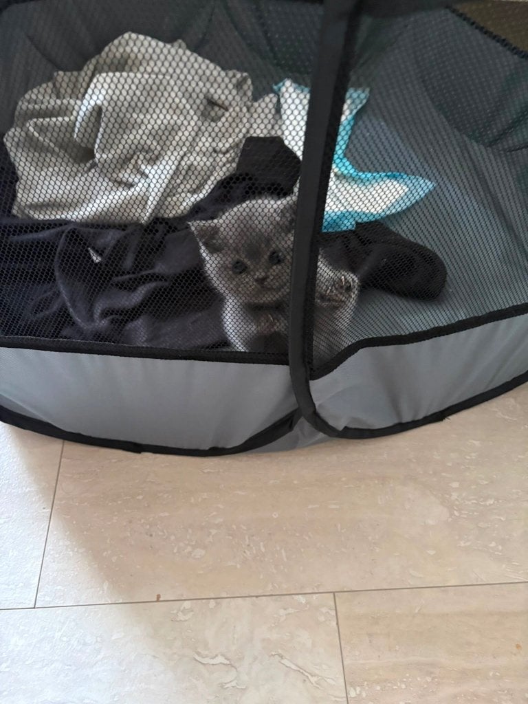 Britse korthaar, Poes, Ontwormd, 0 tot 2 jaar