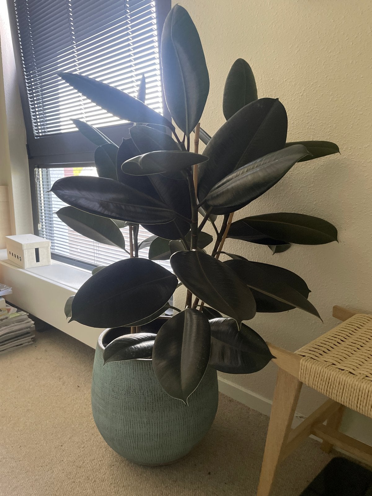 Grote Ficus Elastica (Rubberplant) in pot, Huis en Inrichting, Ophalen, Ficus, 100 tot 150 cm, Halfschaduw