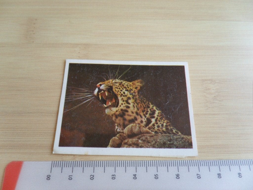 sticker foto luipaard panter, Ophalen, Zo goed als nieuw