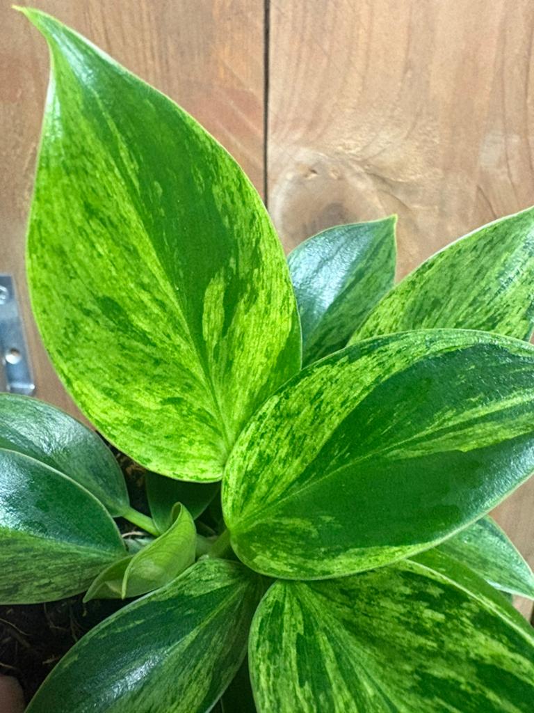 Philodendron green princess variegata mint green jungle, Huis en Inrichting, Kamerplanten, Ophalen of Verzenden, Halfschaduw, Minder dan 100 cm