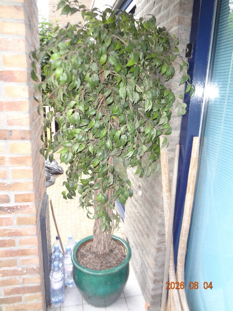 Kunststof plant, Ophalen, Gebruikt
