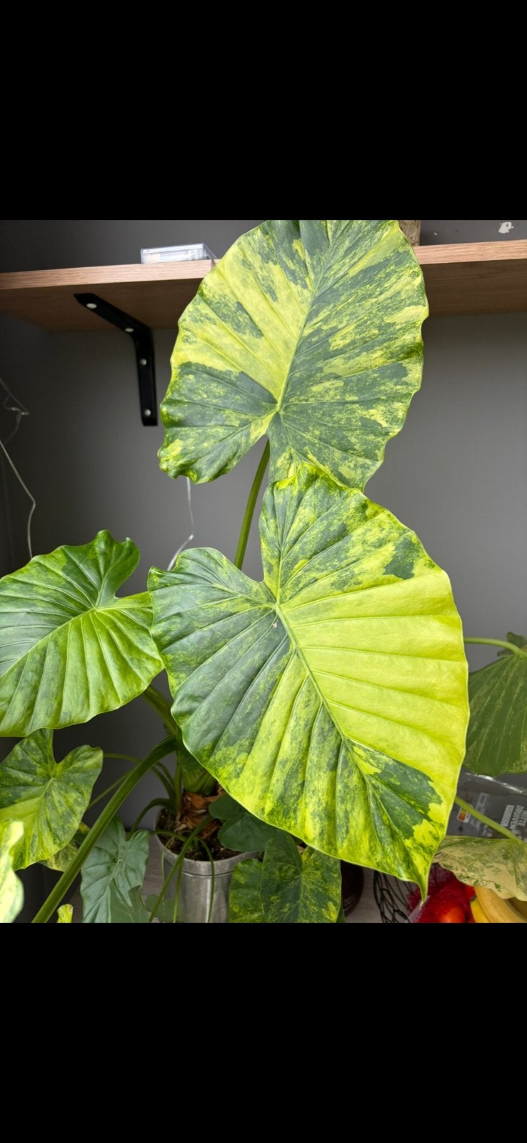 Alocasia gageana aurea variegata knoll, Ophalen of Verzenden