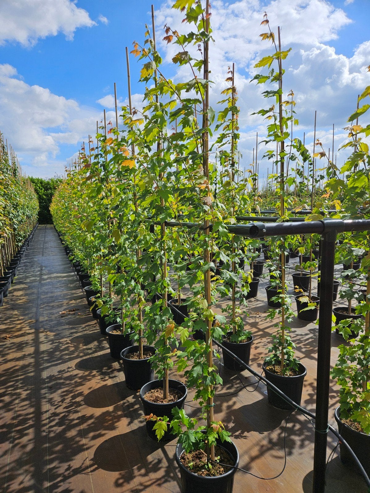 Acer rubrum te koop!, Bloeit niet, Halfschaduw, Overige soorten, 250 tot 400 cm