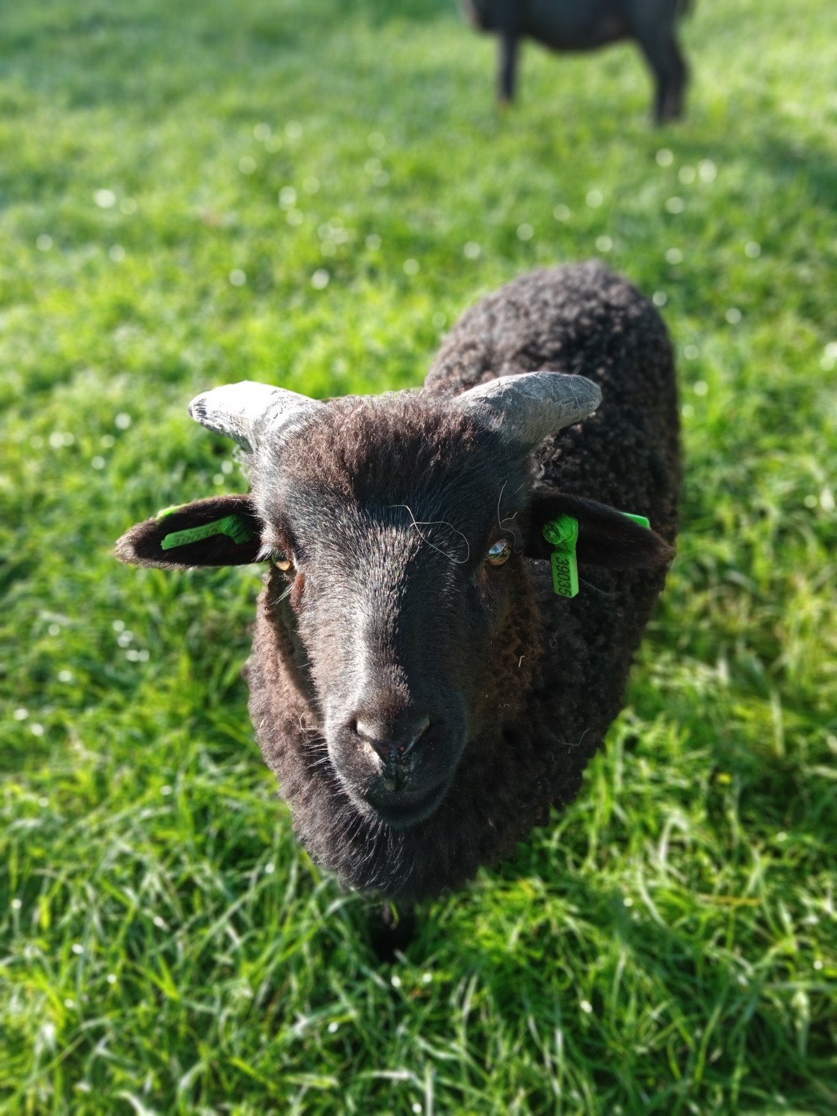 Skudde schaap ram lam, Mannelijk, Schaap, 0 tot 2 jaar