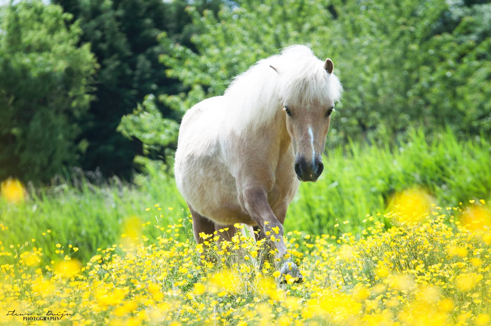 Lease pony grote shetlander