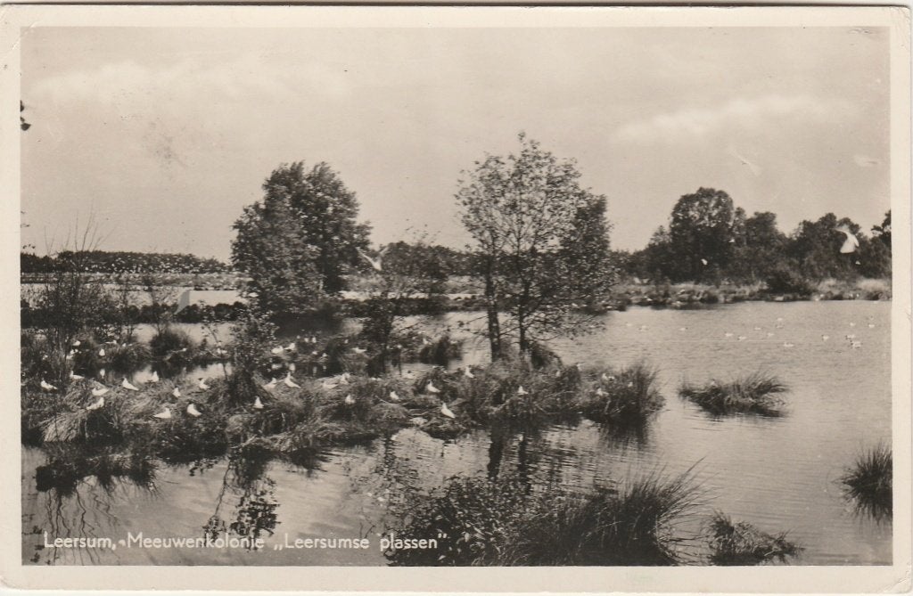 LEERSUM Meeuwenkolonie Leersumse Plassen 1959, Verzenden, 1940 tot 1960, Gelopen, Utrecht