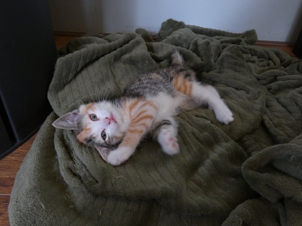 Lieve driekleur gestreepte kitten, Poes, Kortharig, 0 tot 2 jaar