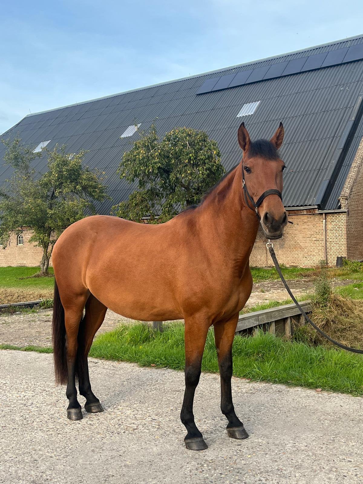 Prachtige brave Allround Spaanse merrie, Minder dan 160 cm, B, Dressuurpaard, 3 tot 6 jaar
