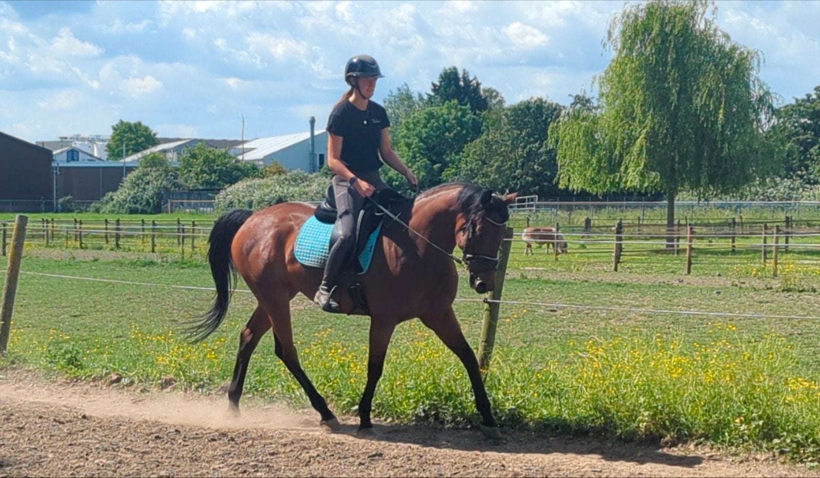 Leuke merrie 10 jr, Dieren en Toebehoren, Paarden, Merrie, Recreatiepaard
