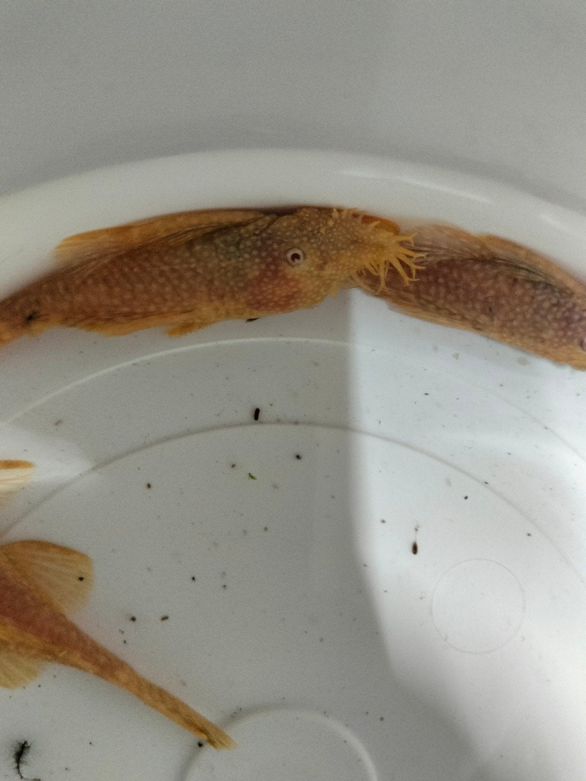 albino ancistrus trio, Dieren en Toebehoren, Vis, Zoetwatervis