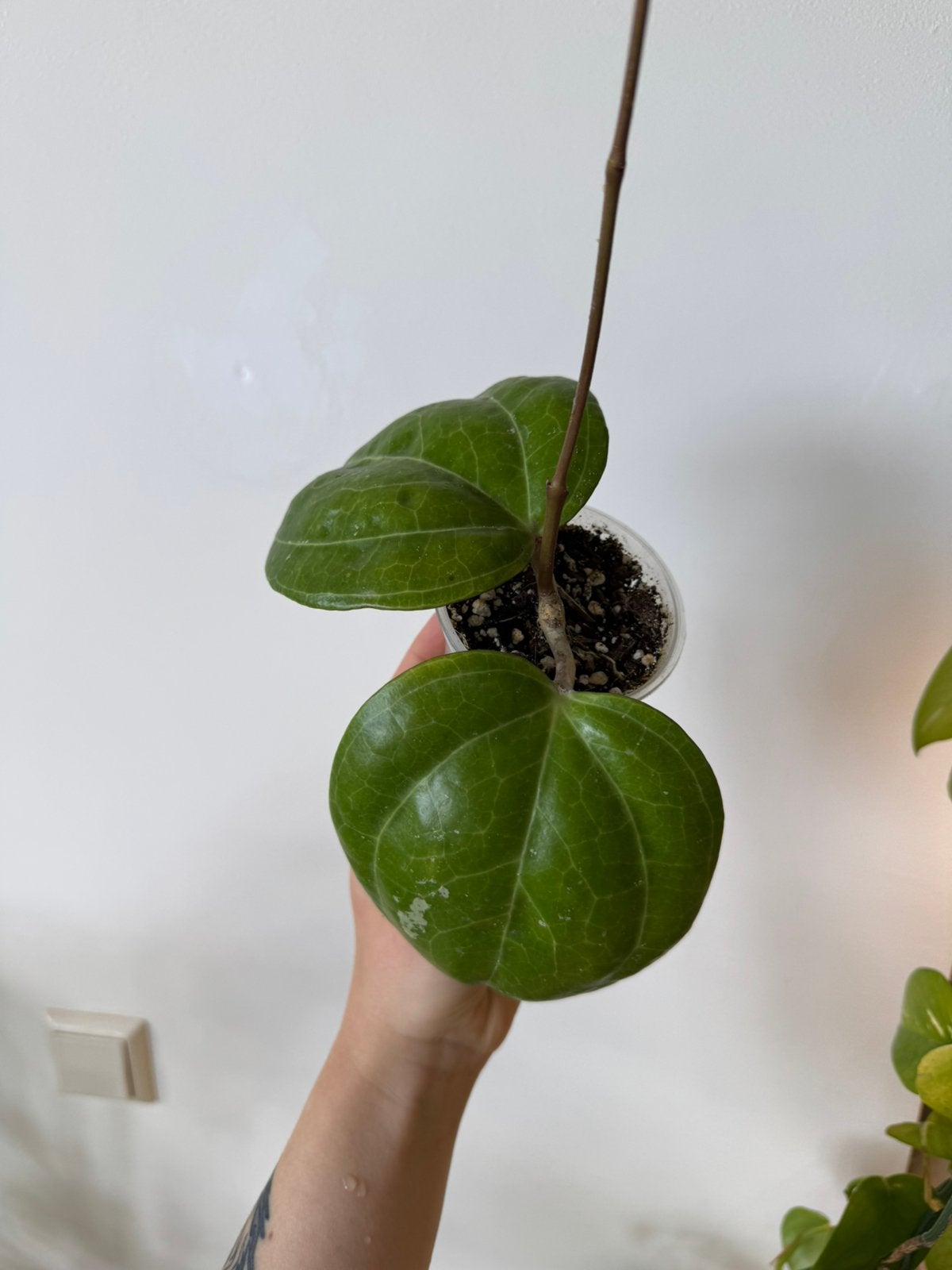 Hoya SP Sarawak Pink flower, Ophalen of Verzenden, Halfschaduw, Minder dan 100 cm