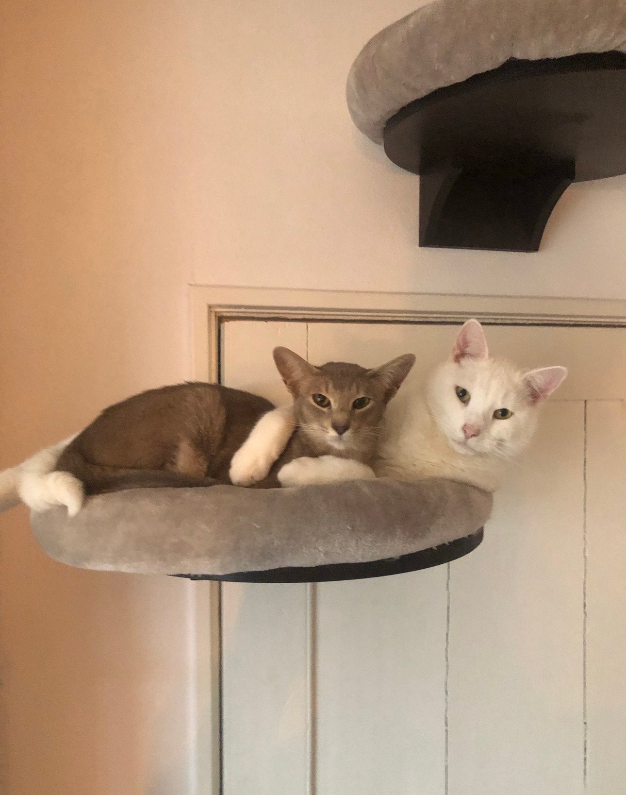 Prachtig koppel! Katten, Meerdere dieren