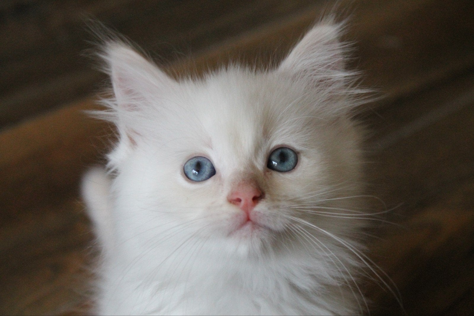 Lieve ragdoll katers, blue point en red / cream point 9weken, Meerdere dieren, Gechipt