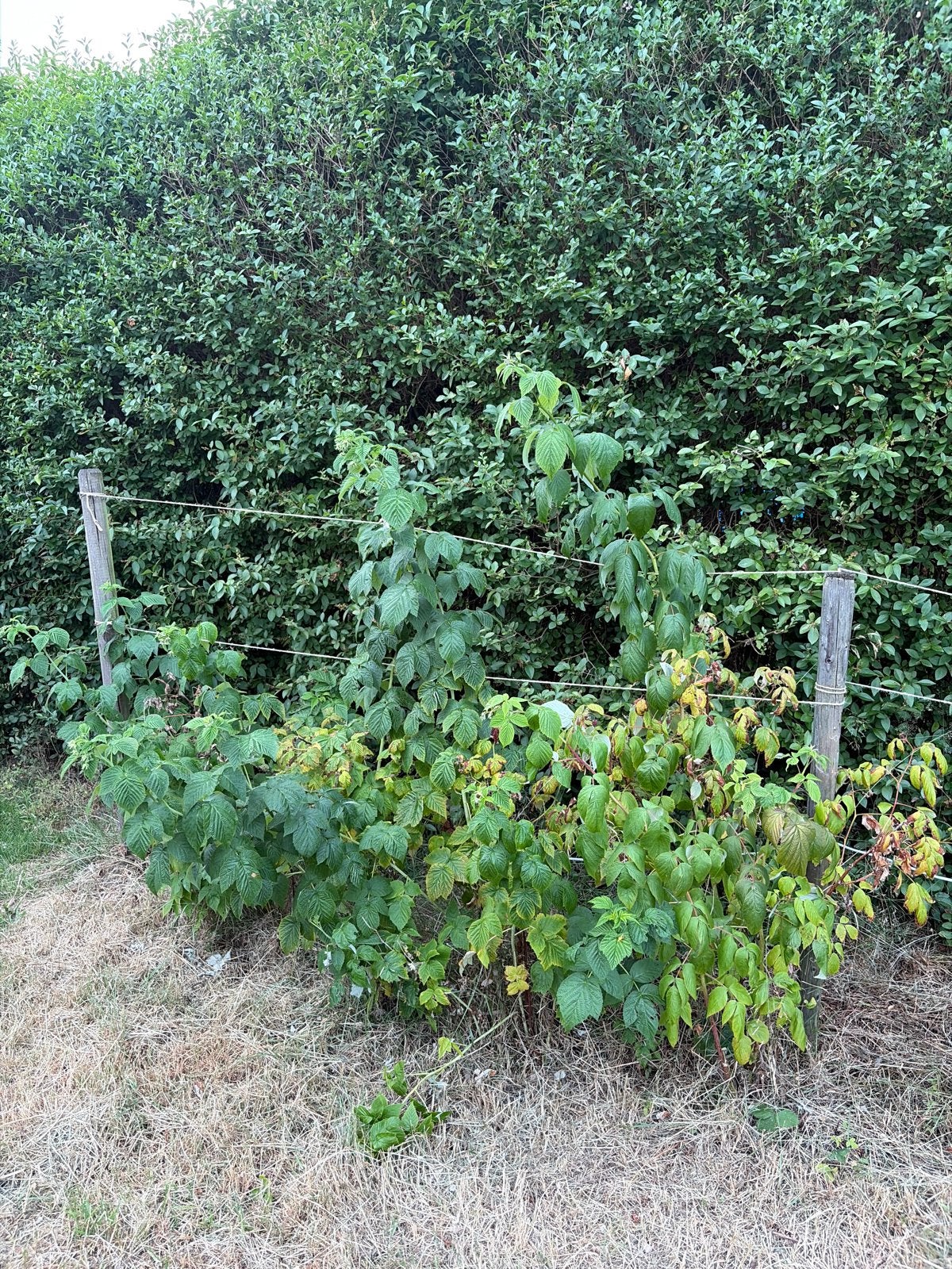 Frambozenstruiken - Verse frambozen uit eigen tuin, Ophalen, Volle zon, Vaste plant, Zomer