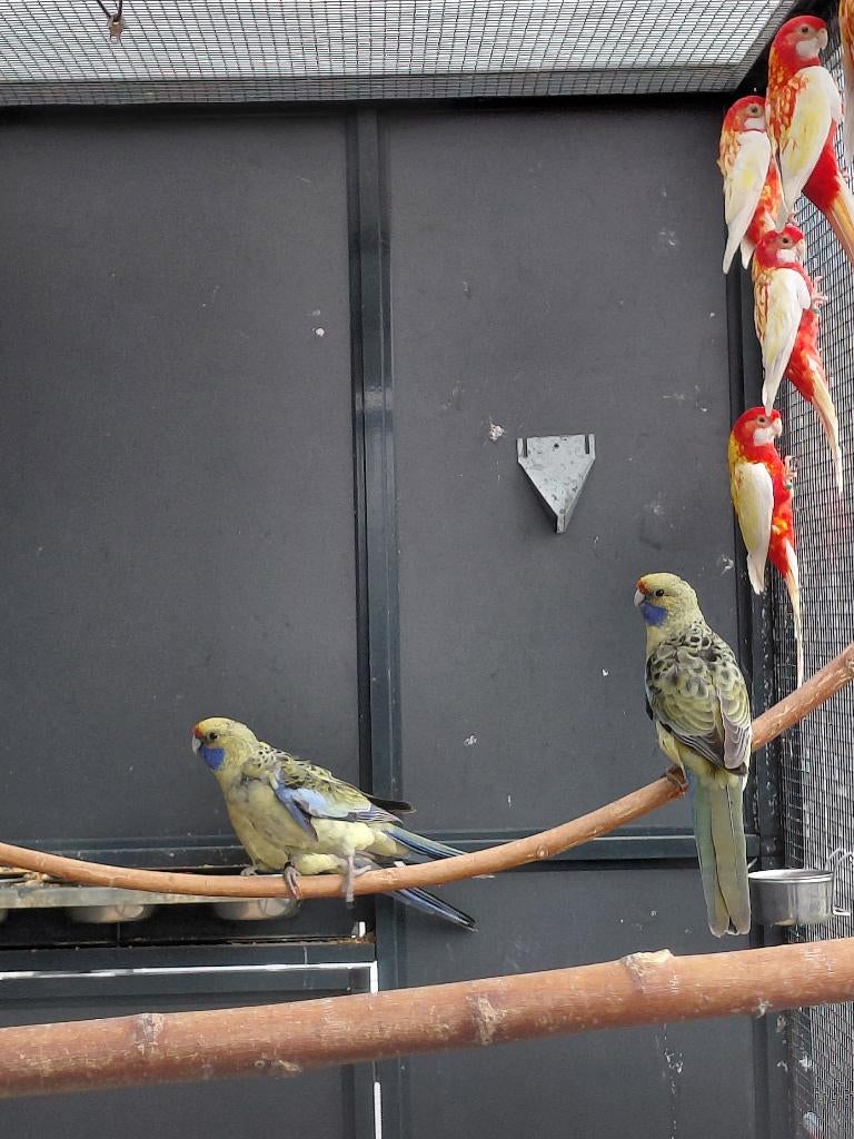 Strogele Rosella l Jonge pop, Vrouwelijk, Parkiet, Geringd