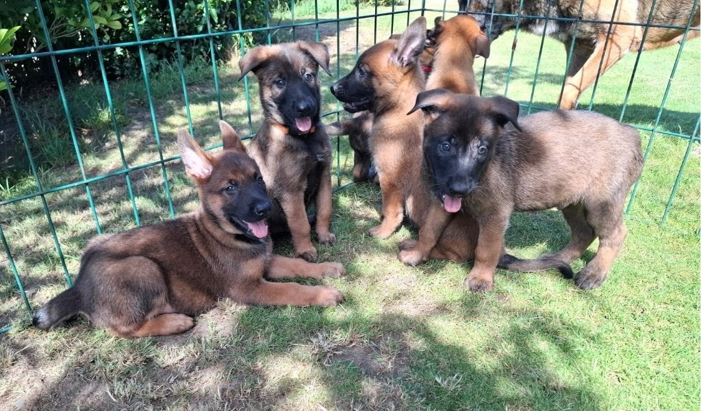 Laatste Mechelse pups te koop, Dieren en Toebehoren, Honden | Herdershonden en Veedrijvers, België, Particulier, 8 tot 15 weken