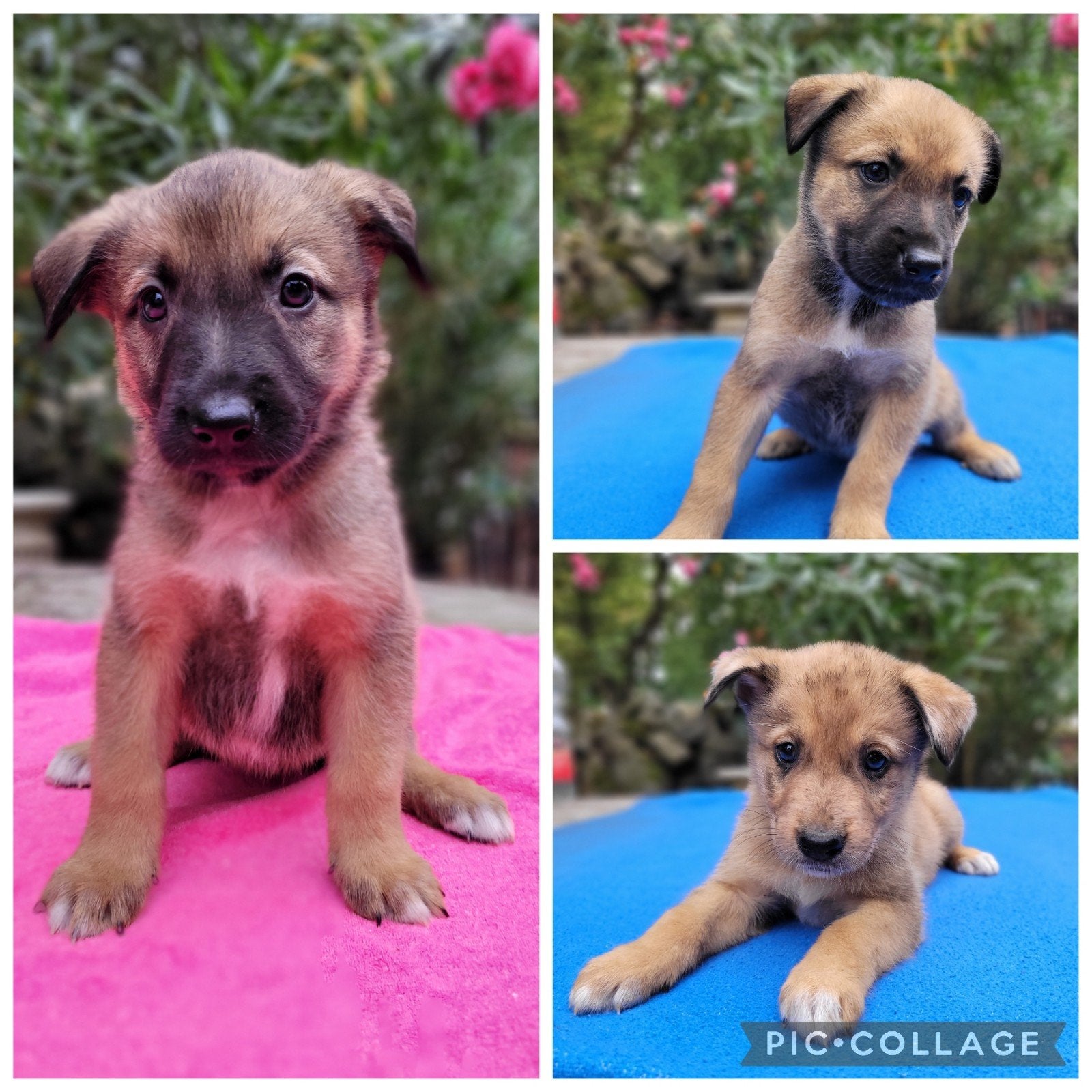 Mooie Pups Mix Mechelse Herder x Australian Shepherd, Parvo, 8 tot 15 weken, Meerdere, Meerdere dieren