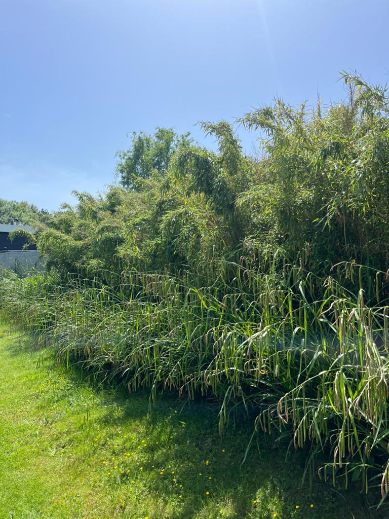 Bamboe planten en siergras, Ophalen, Bloeit niet, Halfschaduw, Overige soorten
