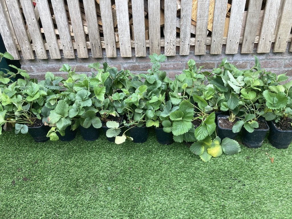 Aardbeiplanten, Tuin en Terras, Planten | Tuinplanten, Ophalen, Vaste plant, Fruitplanten, Volle zon